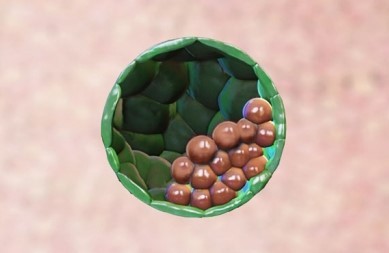 Synthetic embryo