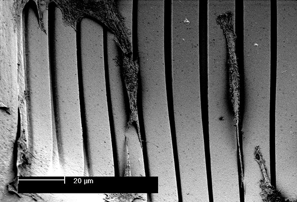 Section of an engineered artificial/synthetic cellular microenvironment in the form of a topographically defined hemispherical microwell from polylactic acid with myoblasts aligning to the microgrooves on the surface of the strongly curved microwell wall; scanning electron microscopy (SEM) image.