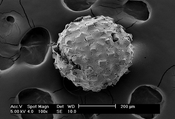 Aggregate from human mesenchymal stromal cells, dynamically scaffolded by cell-assembled engineered micro-objects from polymer; SEM image.