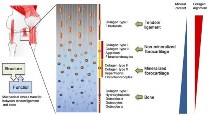 The enthesis structure with reversed gradients of mineral and collagen that make up the 4 zones from the ligament/tendon to the bone. Especially, the hard-to-soft tissue transition is hard to regenerate.