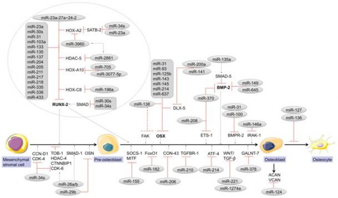 Bone formation modulating miRNA network including the possible target genes within the entire development line from mesenchymal stem cell to osteocyte.